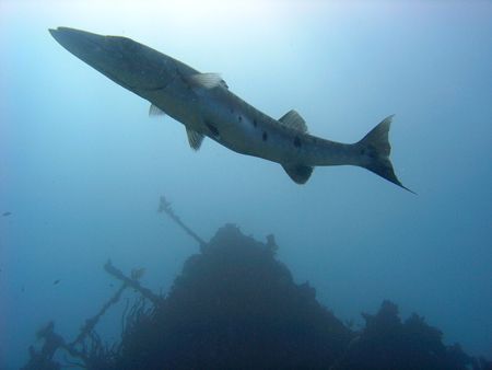curious barracuda guarding his wreck outside Santiago de ... by Antti Asu 