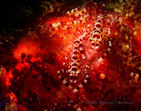 Two coleman shrimp taken at the basura site in Anilao, Ba... by Raymond Bersamin 