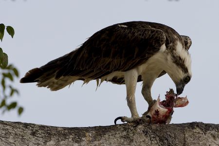 Osprey by Jack Nevitt 
