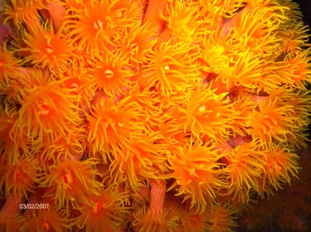 tube-corals at night. Unawatuna by Kaj Toivola 