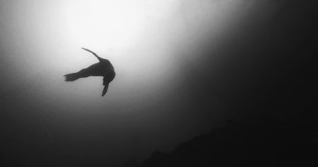 Harbour seal in the Monterey Bay, California. by Dale Hymes 