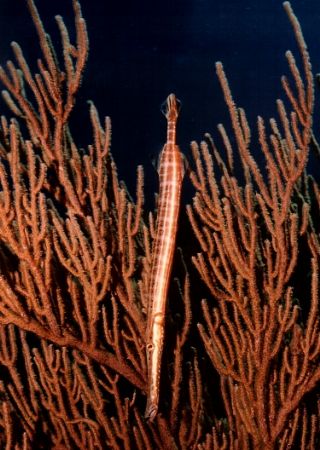 Hiding in plain sight. Trumpet fish trying to look part o... by Marylin Batt 