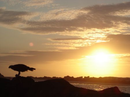 Eagle enjoying a freshly caught fish. Took almost 30 mins... by Tim Anderson 