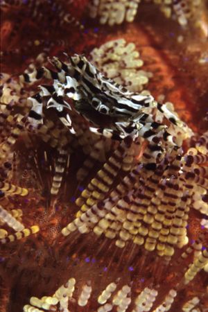 Zebra Crab - Another species that lives with the fire urc... by Richard Smith 