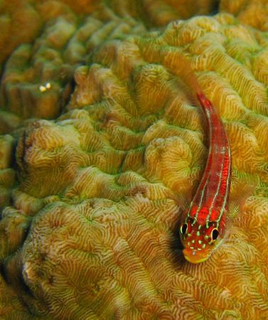 Striphead Dwarfgoby (Trimma striata) by Mulwardi Tjitra 