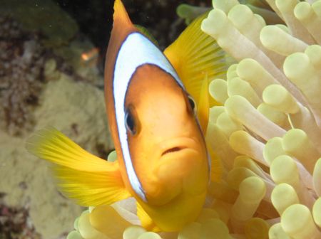 incredible nemo ! by Eric Poulin 
