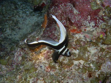 juvenil spotted drum in the dive site of the engine on pa... by Victor J. Lasanta Garcia 