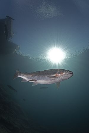 Trout in sunburst.Capernwray.
D200, 10.5mm. by Derek Haslam 