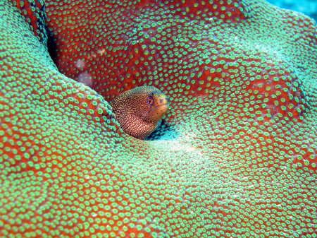 Leopard Eel in Coral. Picture taken in Bonaire @ Alice in... by Gordon Skiba 