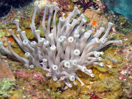 White Sea Anemone with Cleaner Shrimp taken in Bonaire on... by Gordon Skiba 