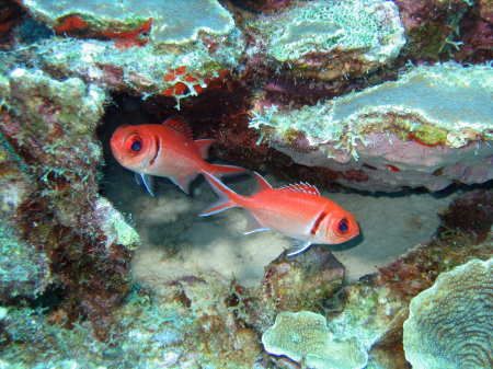 Soldier Fish taken in 90' in Bonaire on 9 February, 2007,... by Gordon Skiba 