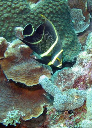 French Angel Fish taken in 70' off of Bonaire using a Can... by Gordon Skiba 