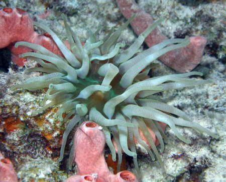 Neon Green Sea Anenome taken in Bonaire on 8 February, 20... by Gordon Skiba 