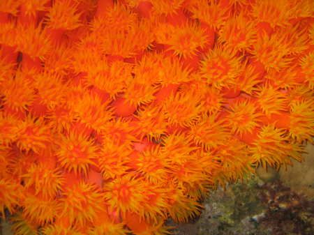 Orange Anemone taken on pier near Space-Balls dive site o... by Gordon Skiba 