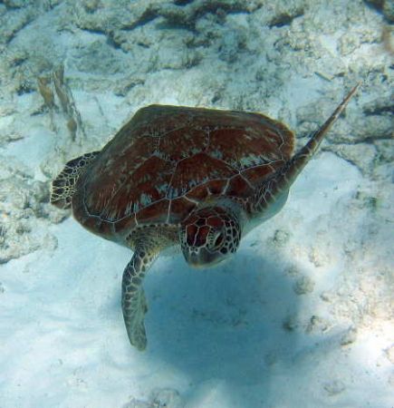 Diving off the coast of Bonaire in 20' of water. Picture ... by Gordon Skiba 