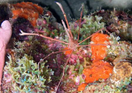Arrow Crab taken in 60' off coast of Bonaire on 8 Februar... by Gordon Skiba 