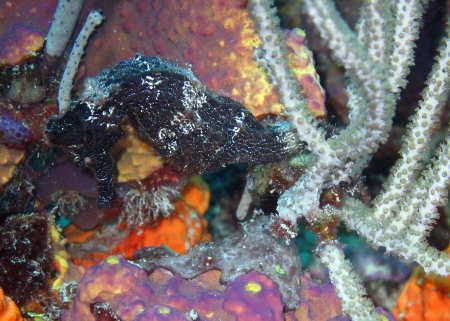 Sea Horse taken in 47' feet of shore near the Sand Dollar... by Gordon Skiba 