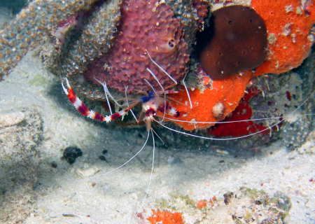Banded Coral Shrimp photo taken @ 60' during a night dive... by Gordon Skiba 