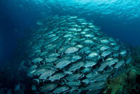 Mountain of Jacks. by Andy Lerner 
