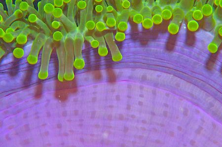 Anenome on sponge. Night dive on Shinkoku Maru. Truk Lago... by Norman Hutchison 