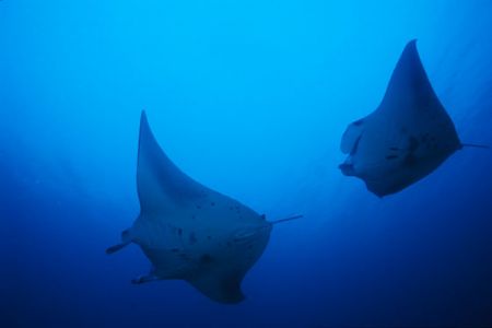 Pair of Mantas making a close pass by Richard Smith 