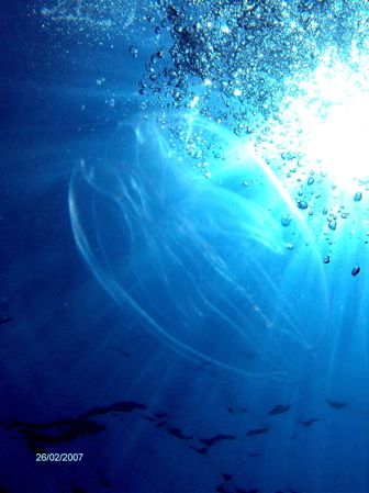 jelly by Kaj Toivola 
