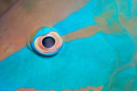 Sleeping Parrot Fish by Terry Moore 