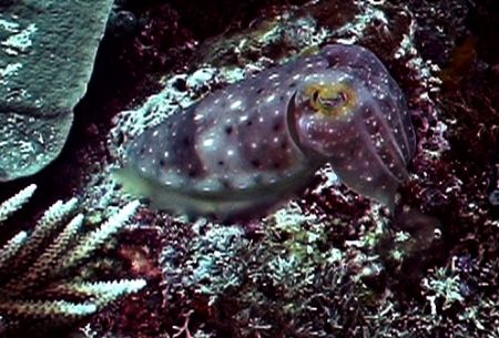 Shy Cuttlefish trying to look like the background. Nikono... by Marylin Batt 