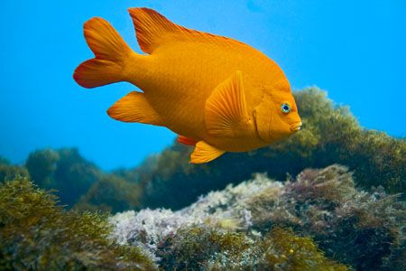 The shot was natural light at about 15' off of Catalina I... by Mike Raabe 