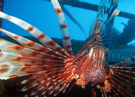 Lionfish guards a wreck northside of Hideaway Bay, Simila... by Antti Asu 
