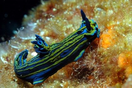 Hypselodoris villafranca
Macro 60mm, Hikelite 200
Nikon... by Nuno Perez 