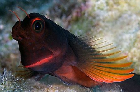 Blenny wave - canon 10D, Ikelite housing by John M Akar 