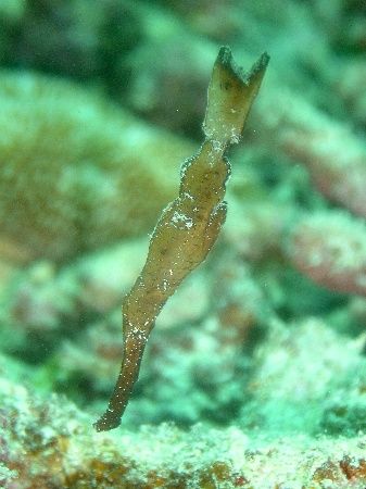 halimeda ghostpipefish by Noby Dehm 