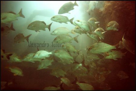 Boca da Barra`s scuba dive local at Porto de Galinhas` be... by Alexandro Auler 