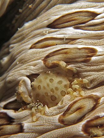 You Can't See Me! Taken In Anilao With Canon S80. by Edvin Eng 