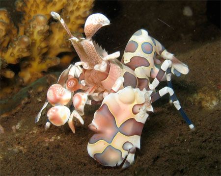 Always nice, at seraya secrets where you can find them al... by Steven Kleinert 