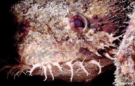 "A face only a mother could love" This photo of a Large E... by Steven Anderson 
