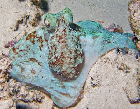 Photo of an Octopus on a night dive in Cozumel. Photoshop... by Garry Rogers 