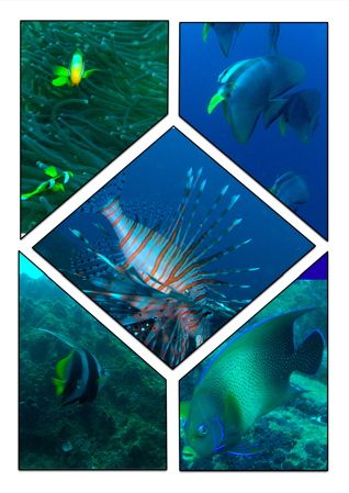 fish , fish fish,,, by Kaj Toivola 