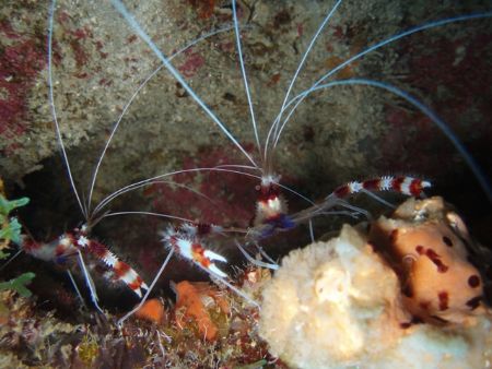 Red bander shrimp, The wall Parguera. by Osvaldo Deleon 