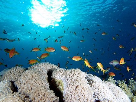 Sunburst and anthias taken at Yolande reef, Ras Mohamed Park by Nikki Van Veelen 