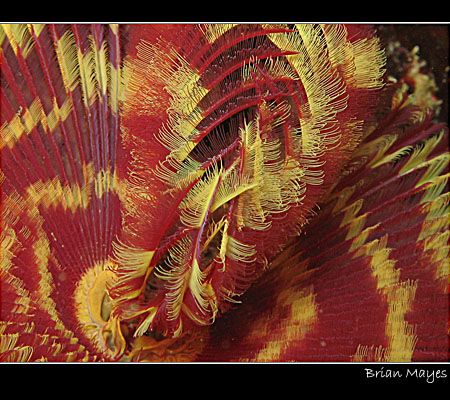 Close up of colourful Feather Duster by Brian Mayes 