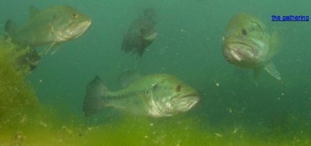 the gathering.Large mouth bass and bluegill photographed ... by Barry Kirchner 