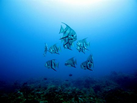 Atlantic Spadefish - Tuna Alley drift dive. It was like t... by Katherine Destefano 