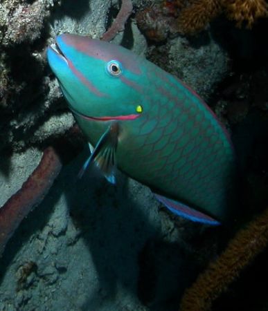 pic of parrot fish taken in may of 2006. Bari reef in Bon... by Barry Kirchner 