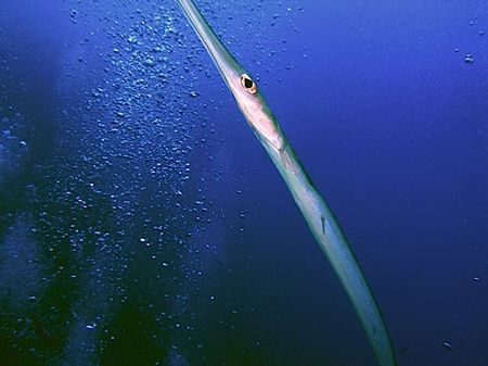 This photo was taken off Jackson Reef in Egypt. The Corne... by Stewart Luetchford 