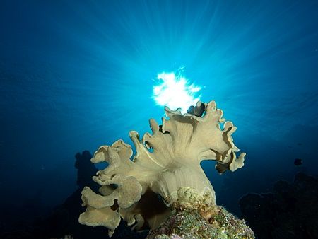 Coral and sunburst taken at Sharksbay with E300. by Nikki Van Veelen 