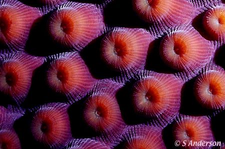 This image was taken in Cozumel in 2006. I used my DC 500... by Steven Anderson 