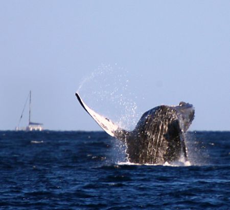 "Backflop". Photo of Humpback Whale taken in Maui, HI. Ch... by Mathew Cook 