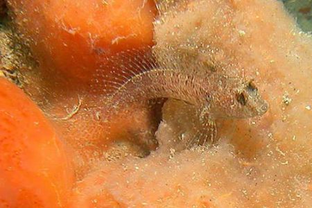 in the Sand banks of Adriatic sea by Nicola Cadel 